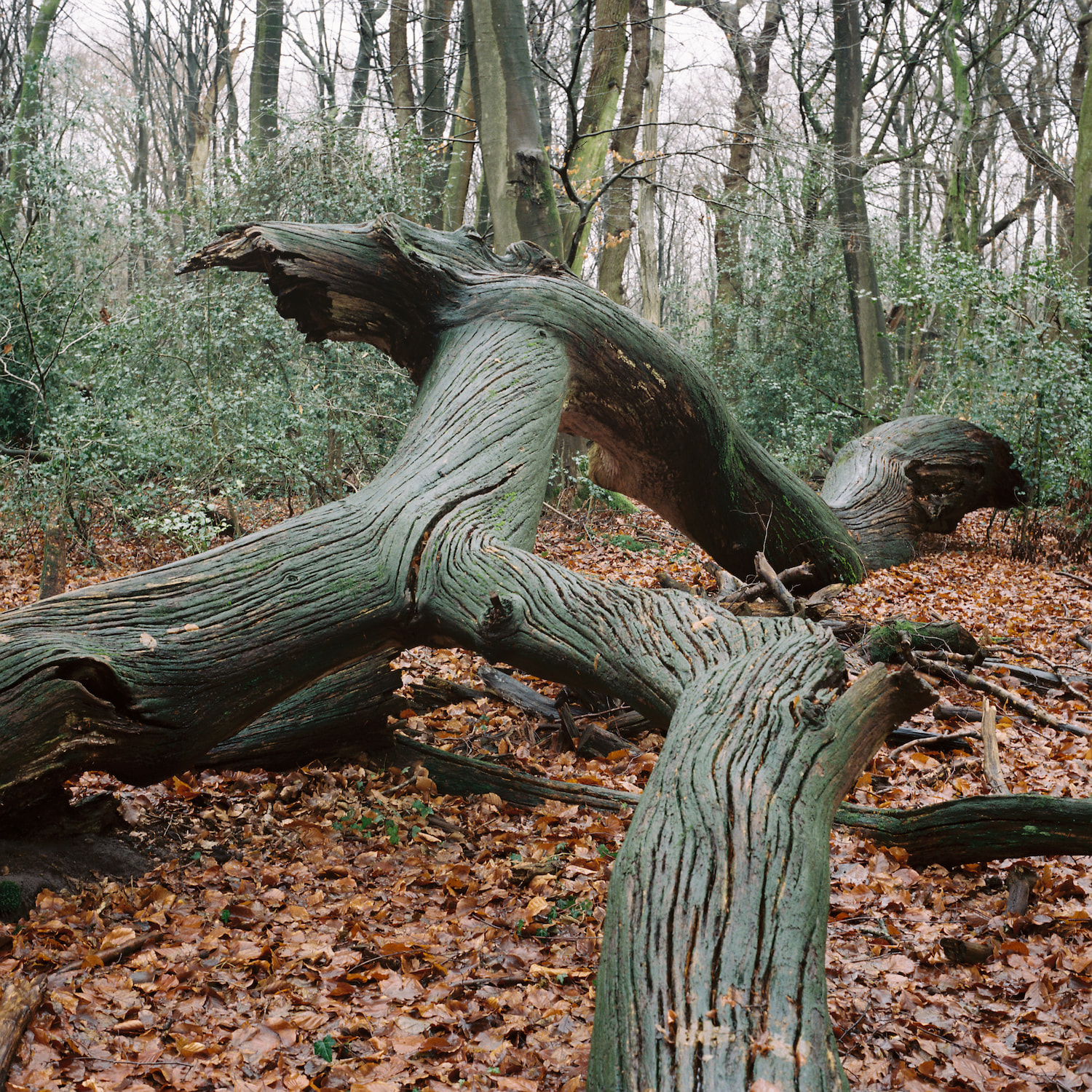 Ein großer, umgestürzter Baum in einem Wald, dessen Stamm und Äste grünlich vermoost sind. Der Baum liegt inmitten einer dichten Laubschicht aus braunen Blättern. Die verzweigten Äste strecken sich in verschiedene Richtungen. Im Hintergrund sind weitere Bäume sichtbar, die ihr Laub verloren haben.