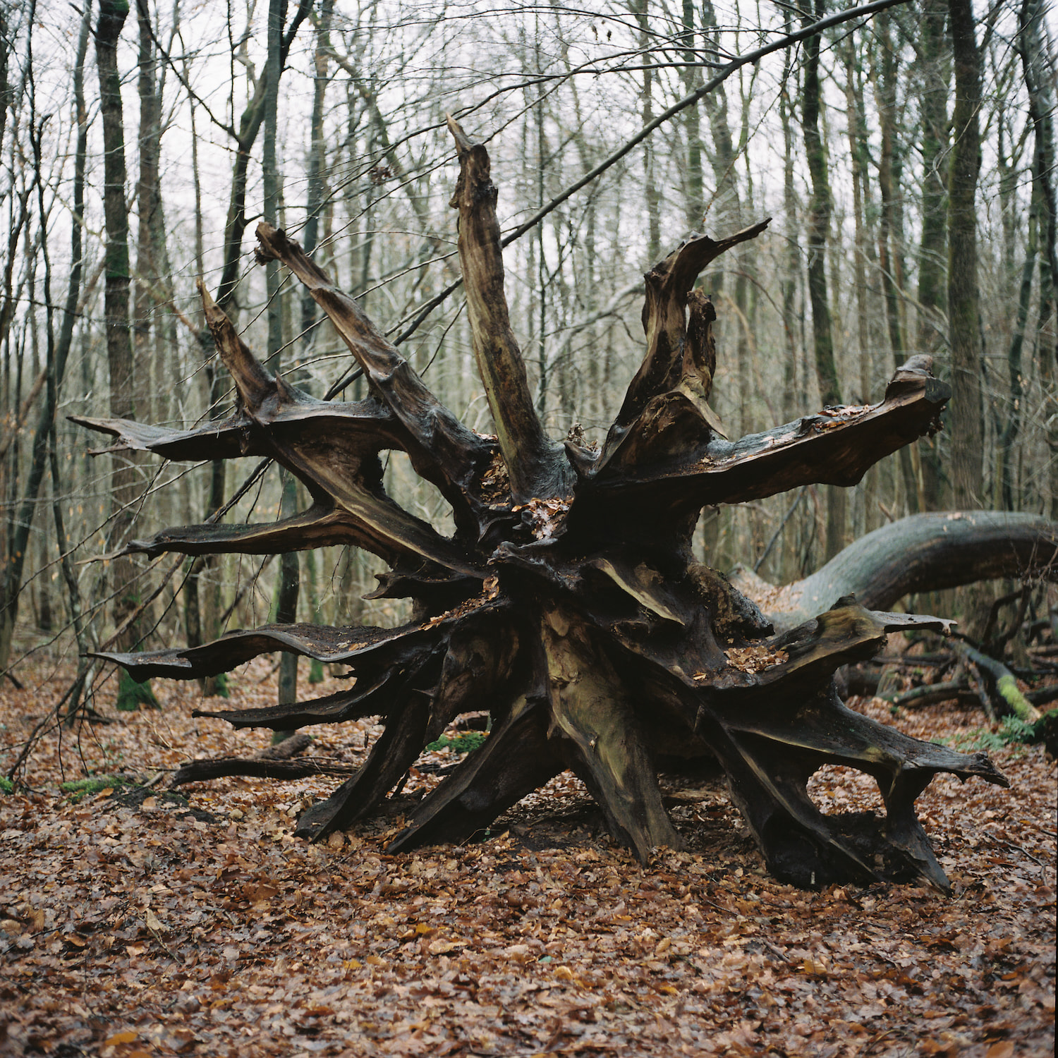 Eine umgestürzte Baumwurzel in einem herbstlichen Wald, deren weit ausladende Wurzeln in alle Richtungen ragen. Der Boden ist mit Laub bedeckt, kahle Bäume im Hintergrund.